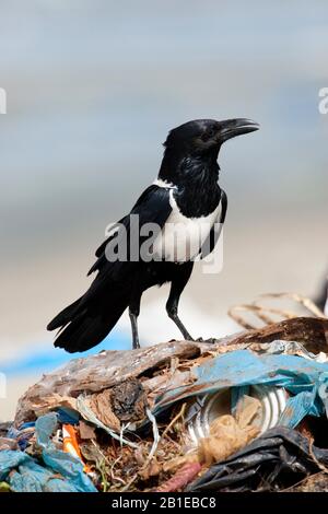 Pied Crow (Corvus albus), On Waste, Gambia Stockfoto