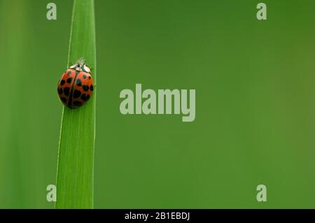 Mehrfarbiger asiatischer Käfer (Harmonia axyridis), auf Gras sitzend, Niederlande Stockfoto