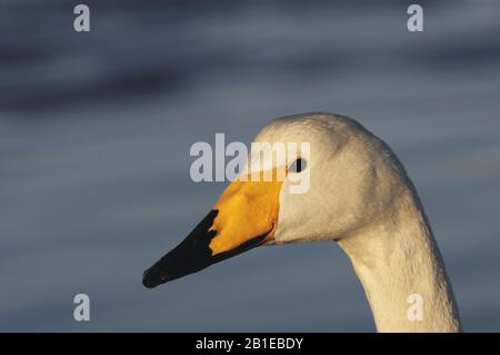 Whooper-Schwan (Cygnus cygnus), Porträt, Japan, Hokkaido Stockfoto