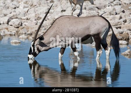 Gemsbock, beisa (Oryx gazella), steht im Flachwasser und im Trinkwasser, Seitenansicht, in Namibia, Etosha-Nationalpark Stockfoto