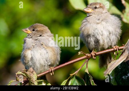 Hausspfeil (Passer domesticus), zwei Vögel auf Twig, Niederlande Stockfoto