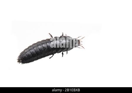 Waldbodenkäfler (Carabus nemoralis), Larve, Cut-out, Niederlande Stockfoto