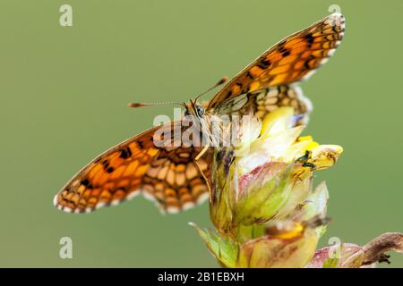 Heide-Fritillary (Melitaea athalia, Mellicta athalia), am Rhinanthus, Schweiz, Wallis Stockfoto