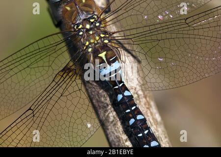 Mangelware aeshna, Migrantenhändler (Aeshna mixta), männlich, Niederlande, Gelderland, Wekerom Stockfoto