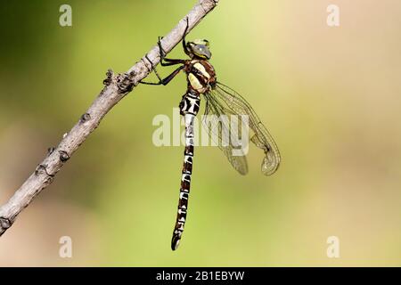 Ostspeter (Caliaeschna microstigma), männlich, Griechenland, Lesbos Stockfoto