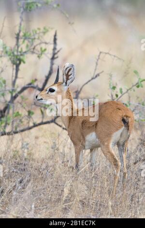 Steenbok (Raphicerus campestris), männlich in der Savanne, in Namibia, im Etosha-Nationalpark Stockfoto