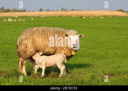 Texelschafe (Ovis ammon f. Widder), Ewe saugt Lamm auf einer Schafweide, Niederlande, Texel Stockfoto