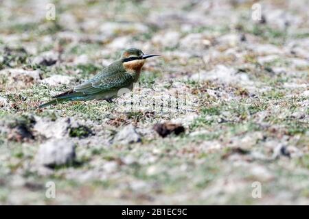 Blaukeuliger Bienenfresser (Merops persicus), am Boden, Kasachstan, Chardara-See Stockfoto