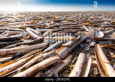 Atlantische Jackknife Clam (Ensis directus), unzählige Jackknife an Land gespült, Niederlande, Nordniederland, Strand Zuidpier, Ijmuiden Stockfoto