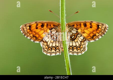 Heide-Fritillary (Melitaea athalia, Mellicta athalia), von unten, Schweiz, Wallis Stockfoto