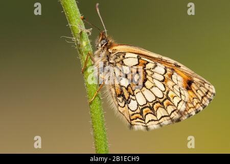 Heide-Fritillary (Melitaea athalia, Mellicta athalia), Seitenansicht, Schweiz, Wallis Stockfoto