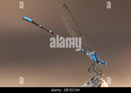 Blue-ringed Dancer (Argia sedula), männlich, USA, Arizona Stockfoto