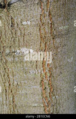 Nahaufnahme der Baumrinde "Goat Willow", Salix Caprea, Wales, Großbritannien Stockfoto
