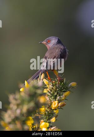 Alert Dartford Warbler, Sylvia Undata, thront auf EINEM Gorse Bush, der sein Territorium gegen Rivalen verteidigt. In Hengistbury Head UK aufgenommen Stockfoto