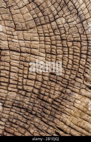 Holzhintergrund aus einem Schiffswrack an der Skeleton-Küste in Namibia. Stockfoto