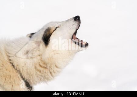 Porträt des Barkens und Heulens von Hundeschuhken-Rasse vor Wintersport-Wettbewerb Kamtschatka Traditional Dog Sledge Race Championship Beringia. Kamtschatka Stockfoto