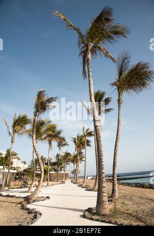 Palmen säumen einen Weg entlang der Küste auf der Insel Lanzarote Kanarische Inseln Spanien Stockfoto