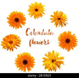 Calendula blüht in der Nähe, sonnige Marigold's, Satz isolierter Objekte Stockfoto
