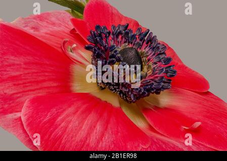 Einzelnes isoliertes rotes Anemonblütenmakro auf grauem Hintergrund, still Life Fine Art Nahaufnahme einer breiten offenen Blüte, detailreiche Textur Stockfoto