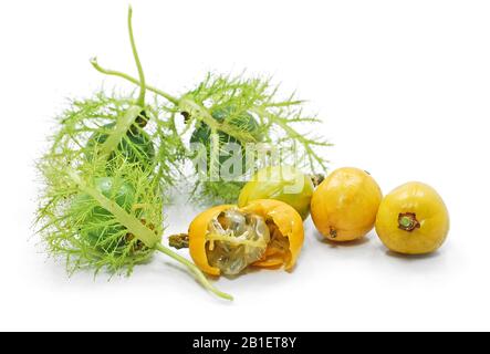 Stinkende Passionblüte isoliert auf weißem Grund Stockfoto