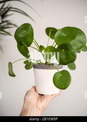 Hand mit einem pilea peperomioides (Urticaceae) in einem weißen Topf vor einem weißen Hintergrund Stockfoto