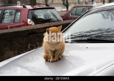 Obdachlose rote Katze sitzt auf der Haube des Autos. Tiere Stockfoto