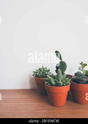 Kleine Sukkulenten in Terrakotta-Töpfen auf einem Holzpult vor weißem Hintergrund Stockfoto