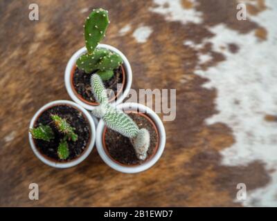 Es gibt drei kleine Kakteenpflanzen, von denen zwei Opuntien, auch bekannt als stachelige Birnkaktus, und eine Echinopsis in weißen Töpfen auf einem Rindenrug Stockfoto