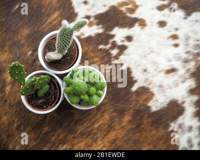 Es gibt drei kleine Kakteenpflanzen, von denen zwei Opuntien, auch bekannt als stachelige Birnkaktus, und eine Echinopsis in weißen Töpfen auf einem Rindenrug Stockfoto