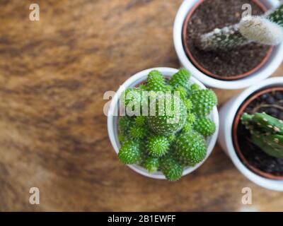 Es gibt drei kleine Kakteenpflanzen, von denen zwei Opuntien, auch bekannt als stachelige Birnkaktus, und eine Echinopsis in weißen Töpfen auf einem Rindenrug Stockfoto