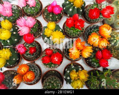 Verschiedene kleine Echinopsis Kakteenpflanzen mit bunten Blumen in Plastiktöpfen auf weißen Ladewannen Stockfoto