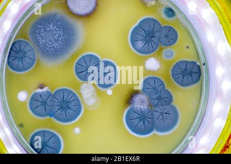 Kolonie der Haut Pilze in einer Petrischale Stockfoto