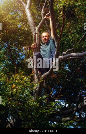 Mann in der alten Baumkrone, alte Buche. Stockfoto