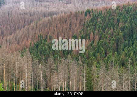 Durch den Borkenkäfer abgestorbener Fichtenwald im Nationalpark Harz bei Braunlage, Niedersachsen, Deutschland, Kiefernwald von Barkenkäfern beschädigt Stockfoto