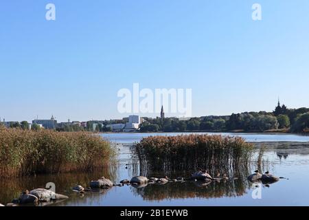 Park mit Schilfgrassteinen aus See Vogelzusammensetzung im Zentrum der europäischen Stadt Finnland Helsinki. Schöne WasserNatur in Stadtlandschaft Stockfoto