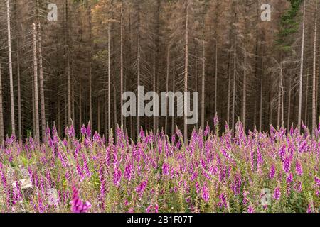 Durch den Borkenkäfer abgestorbener Fichtenwald und bunt blühender Fingerhut Digitalis im Nationalpark Harz bei Braunlage, Niedersachsen, Deutschland Stockfoto