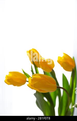 Feiner Blumenstrauß aus fünf gelben Tulpen in weißer Hintergrundbeleuchtung. Nahaufnahme. Spase kopieren. Weicher Fokus. Vertikal Stockfoto