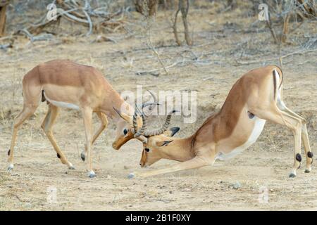 Impala (Aepyceros melampus), Kampf gegen Erwachsene Böcke, Kruger National Park, Südafrika, Stockfoto