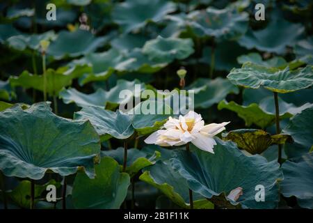 Weißer lotos im See in Hue, Vietnam Stockfoto