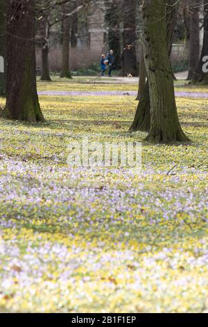 Dresden, Deutschland. Februar 2020. Passanten wandern auf einer Wiese mit blühenden Winterlingen und Krokussen im Volkspark großer Garten. Kredit: Sebastian Kahnert / dpa-Zentralbild / dpa / Alamy Live News Stockfoto