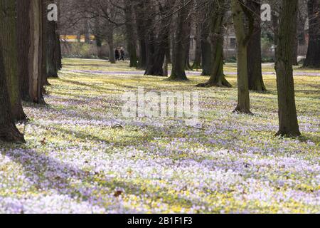 Dresden, Deutschland. Februar 2020. Passanten wandern auf einer Wiese mit blühenden Winterlingen und Krokussen im Volkspark großer Garten. Kredit: Sebastian Kahnert / dpa-Zentralbild / dpa / Alamy Live News Stockfoto