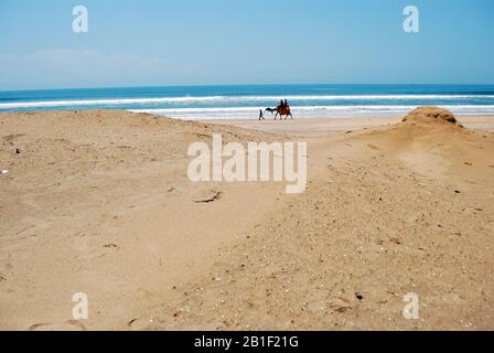 Kamelritt am puri-strand Stockfoto