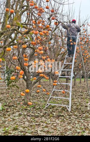 Reife Persifonen "Fuyu"-Sorte "Diospyros kaki", Arbeiter, die in Obstgarten ernten, auch bekannt als japanische Persifonen. Stockfoto