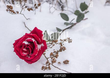 Rote Rose im Winter und ihre zarten Kronblätter im Schnee während einer Hochzeitsfeier Stockfoto