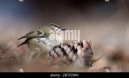 Fantastisches Porträt von Goldcrest auf Pinecone (Regulus regulus) Stockfoto