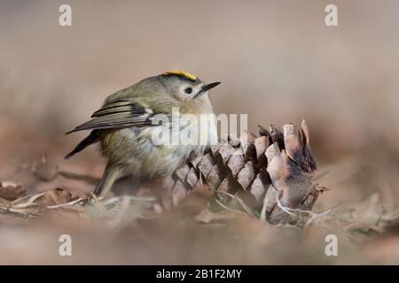 Fantastisches Porträt von Goldcrest auf Pinecone (Regulus regulus) Stockfoto