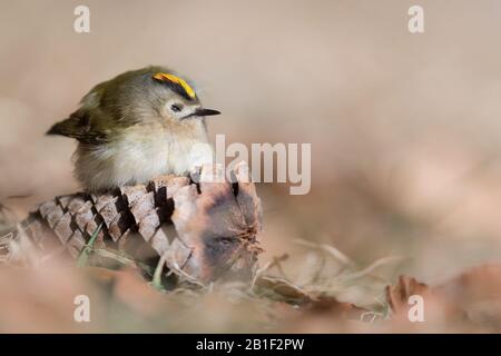 Fantastisches Porträt von Goldcrest auf Pinecone (Regulus regulus) Stockfoto