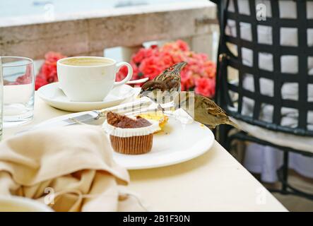 Ein kleiner Vogel, der Frühstück isst, zerbröckelt auf einer Terrasse mit Blick auf den Canal Grande in Venedig, Italien Stockfoto