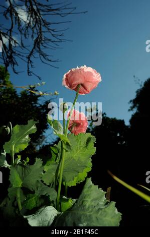 Peony Form Opium Poppy (Papaver somniferum), Variety 'Breadseed', Hintergrundbeleuchtung gegen Sonne, bodenebener Blick. Stockfoto