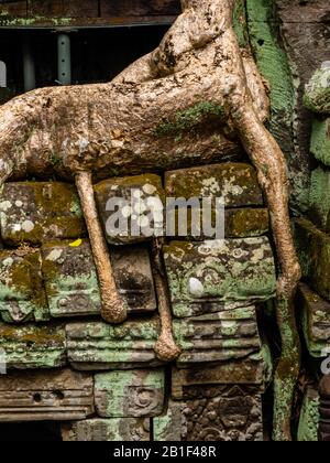 Bild des Ta Prohm Tempels, des photogenen Tempels im Archäologischen Park Angkor Wat, Siem Reap, Kambodscha. Stockfoto